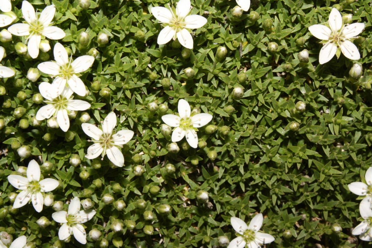 Facchinia (=Minuartia) rupestris e Campanula alpestris